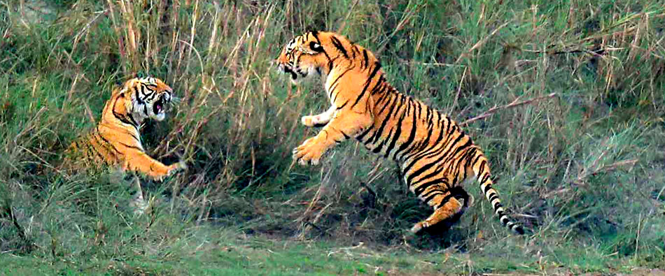 Bardia Tiger Safari Tour